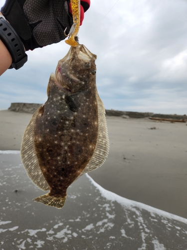 ソゲの釣果