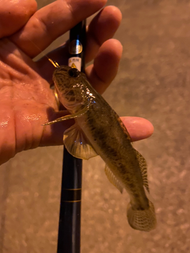 マハゼの釣果