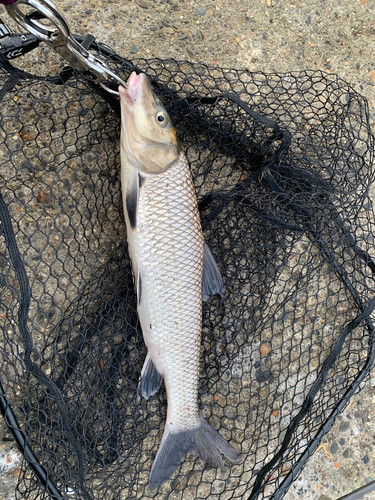 ニゴイの釣果