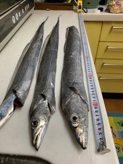 タチウオの釣果