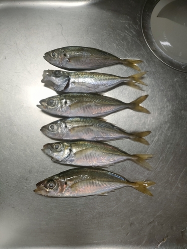 アジの釣果