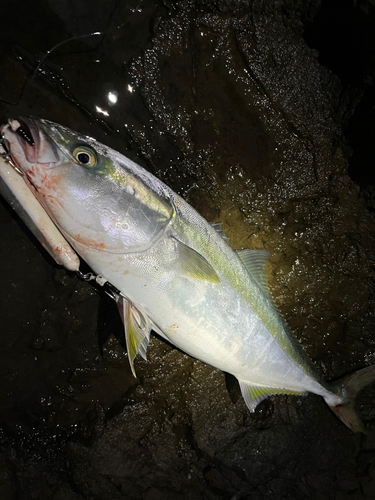 ヤズの釣果