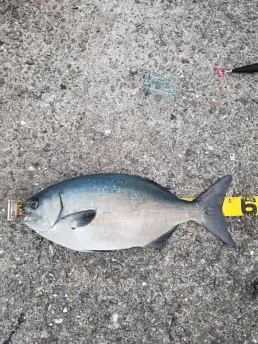 イスズミの釣果