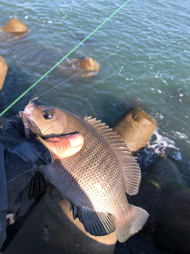 メジナの釣果