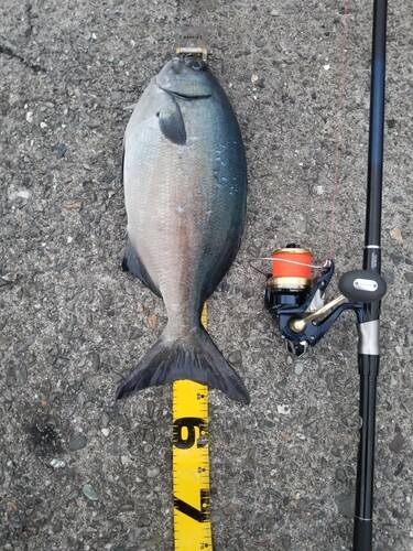 イスズミの釣果