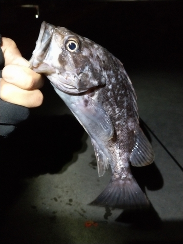 クロソイの釣果