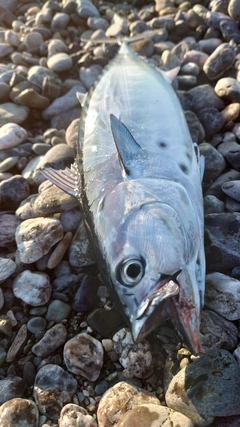 スマガツオの釣果