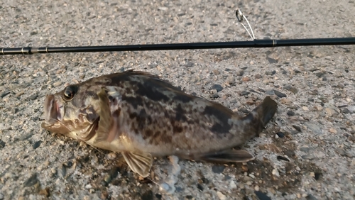 クロソイの釣果