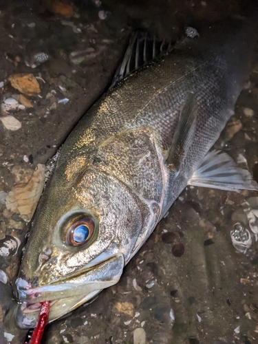 マルスズキの釣果