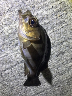 シロメバルの釣果