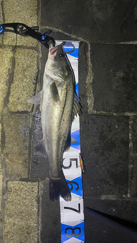 シーバスの釣果