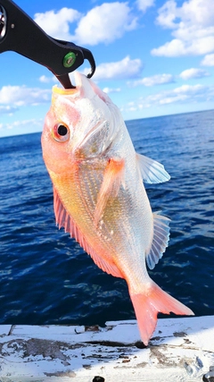 レンコダイの釣果