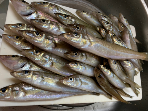 シロギスの釣果