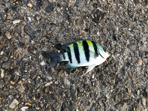 オヤビッチャの釣果