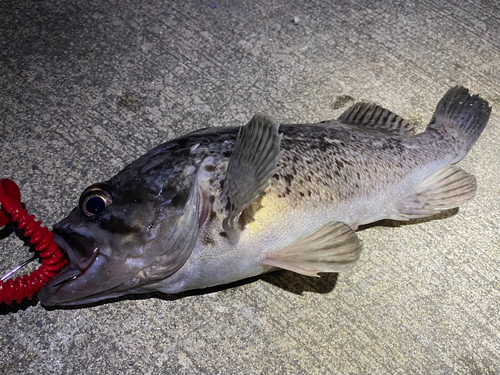 クロソイの釣果