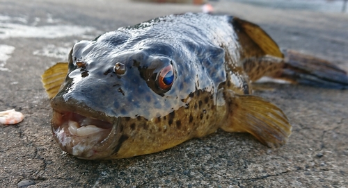 クサフグの釣果