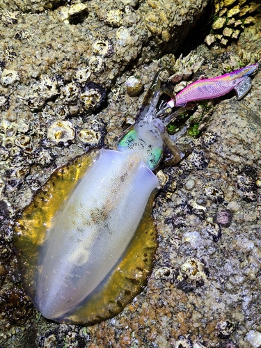 アオリイカの釣果