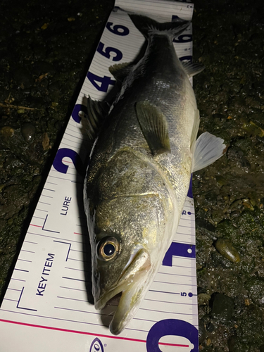 スズキの釣果