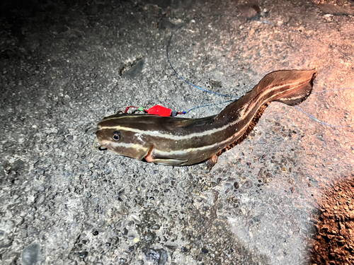 ゴンズイの釣果