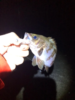 シロメバルの釣果