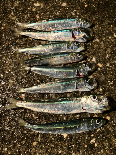 マイワシの釣果