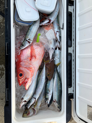 ムロアジの釣果