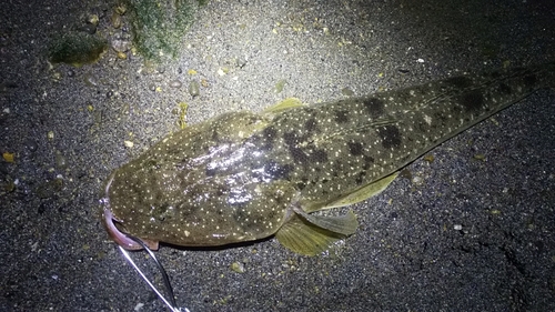 マゴチの釣果