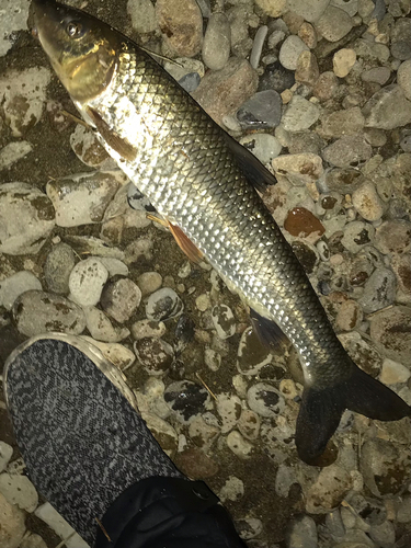 ニゴイの釣果