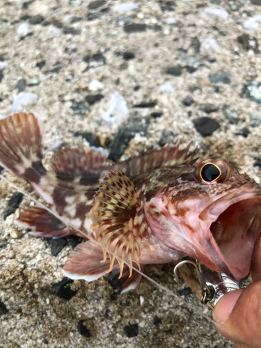 カサゴの釣果