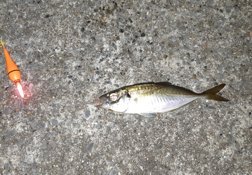 マアジの釣果