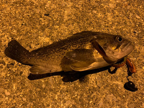 クロソイの釣果