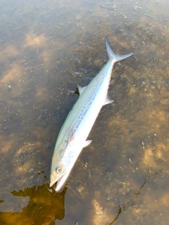 サゴシの釣果