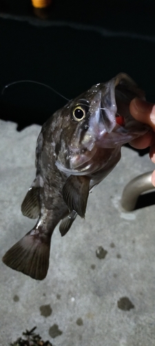 クロソイの釣果