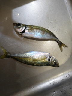 アジの釣果