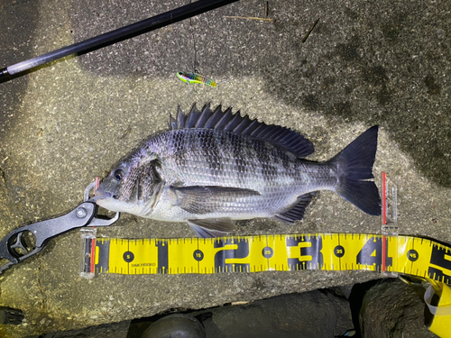 チヌの釣果