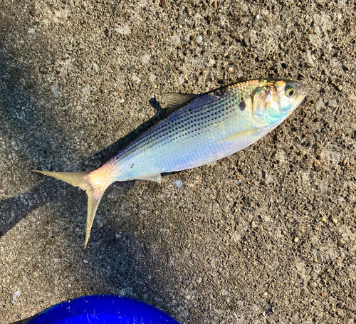 コノシロの釣果