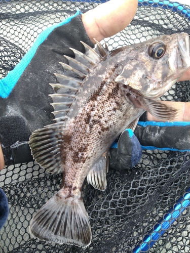 クロソイの釣果