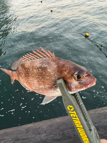 マダイの釣果