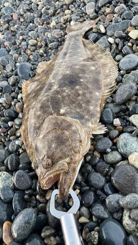 ヒラメの釣果