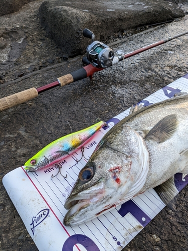 シーバスの釣果