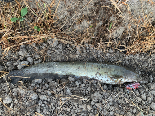 ナマズの釣果