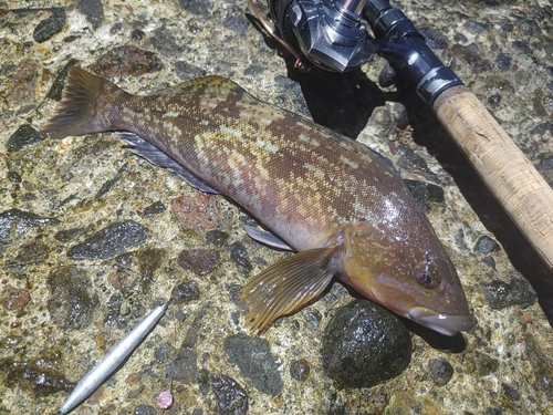 アイナメの釣果