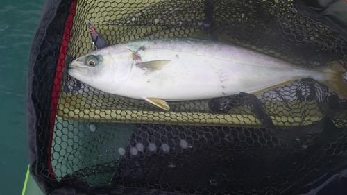 イナダの釣果