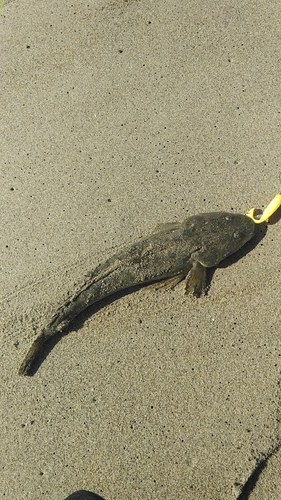 マゴチの釣果