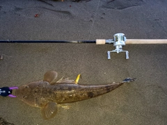 マゴチの釣果