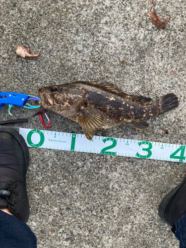 タケノコメバルの釣果