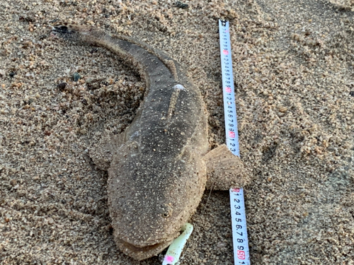 マゴチの釣果