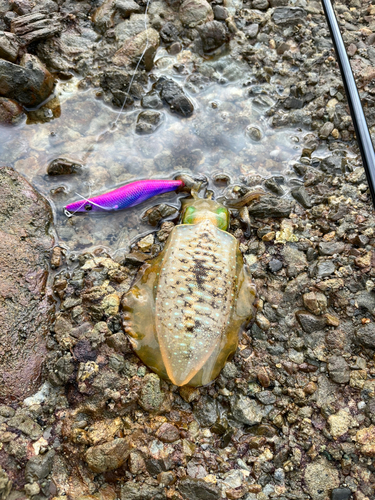 アオリイカの釣果