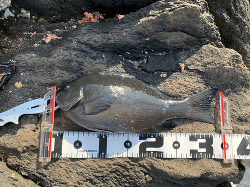 クチブトグレの釣果