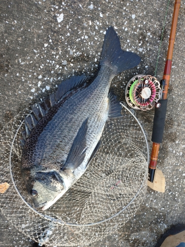 クロダイの釣果